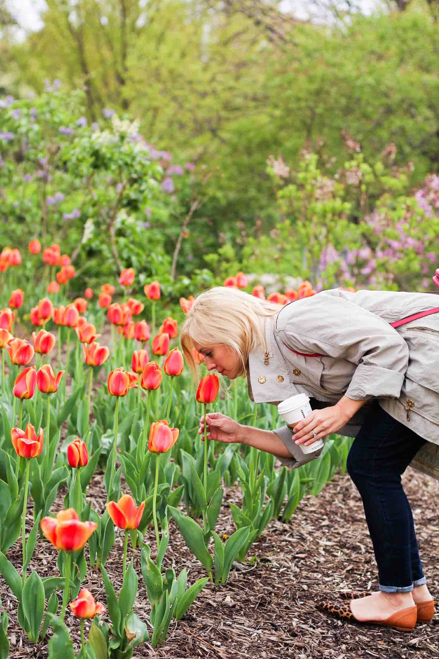 Lombard's Lilacia Park - thousands of tulips and lilacs